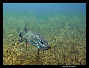 brochet au duzillet by André Bruchez 